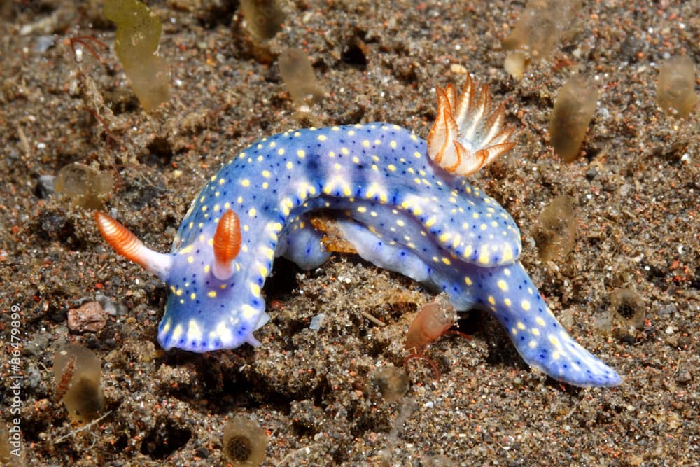 Nudibranch, Hypselodoris kanga