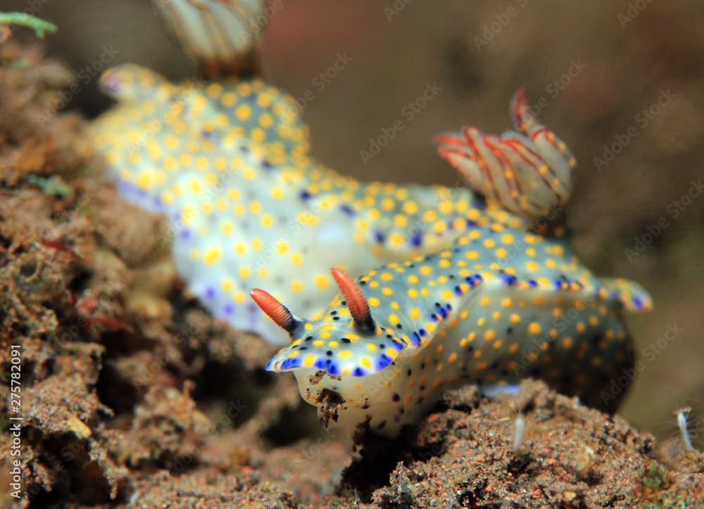 Hypselodoris Kanga Nudibranchs. Seraya, Bali, Indonesia