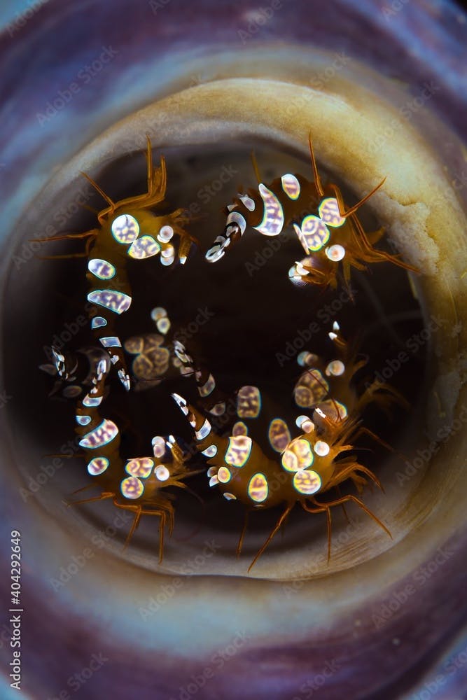 Group of sexy squat shrimp inside sea sponge - Thor amboinensis