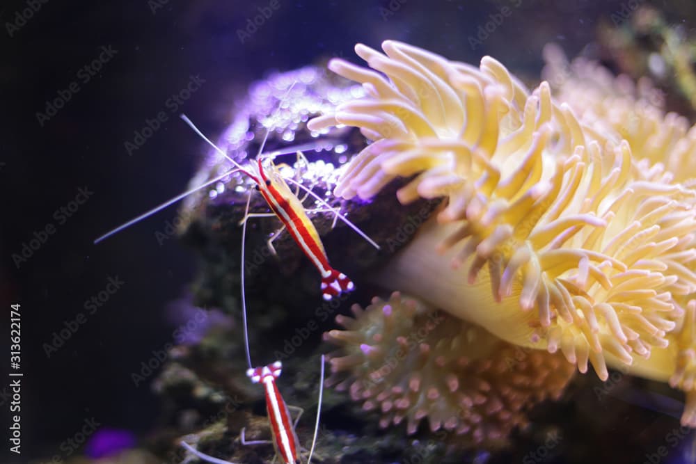 Shrimp cleaner sits on coral, at the bottom of the ocean, in its habitat.