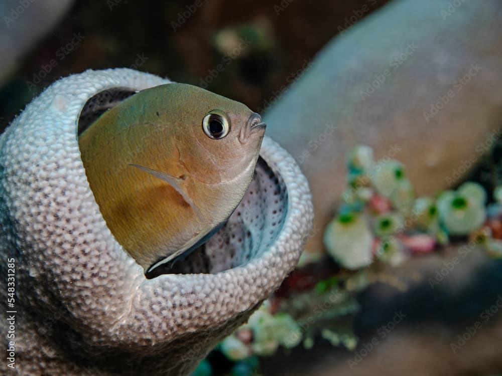 Ambon damselfish, Riffbarsch (Chromis amboinensis)