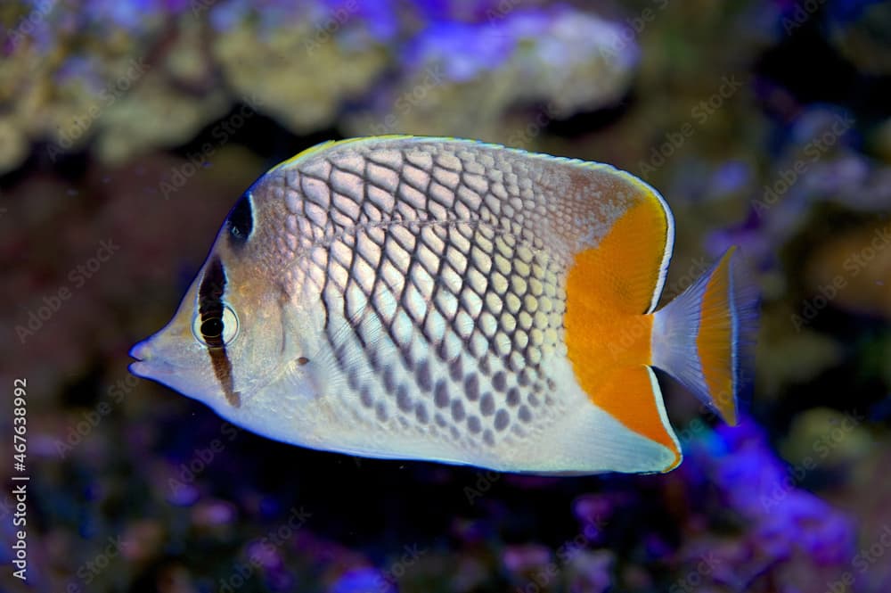 Pearlscale Butterflyfish, Chaetodon xanthurus, also known as the Philippines Chevron Butterflyfish, Yellowtail Butterflyfish, Crosshatch butterflyfish, from the Pacific Ocean