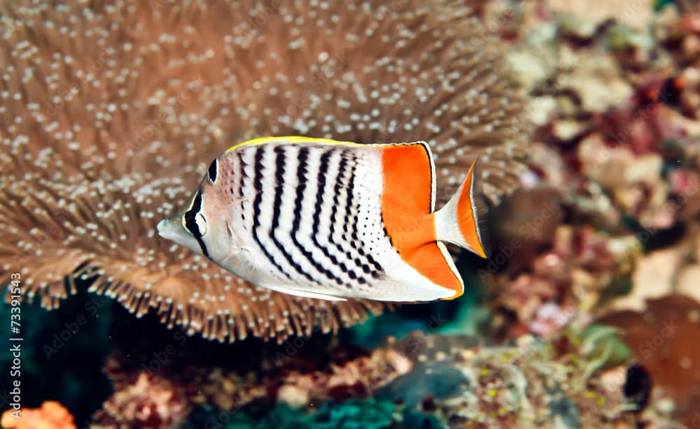 chevroned butterflyfish with orange tail