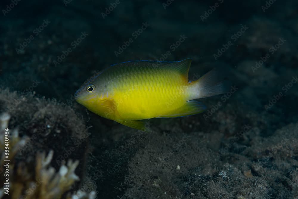 Batavia Damsel (Pomacentrus simsiang)