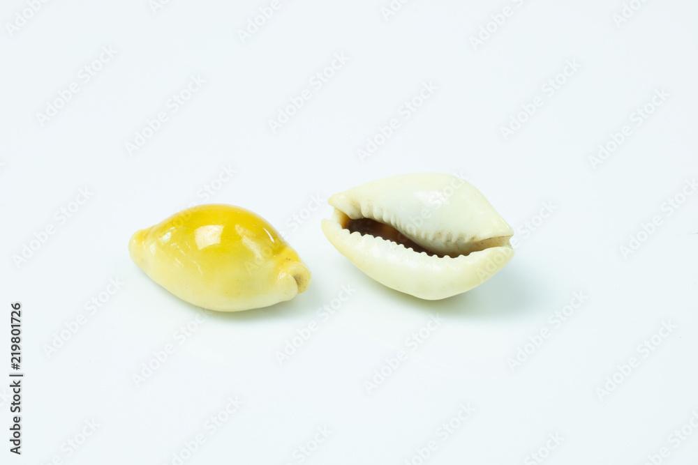  Money cowry on white background