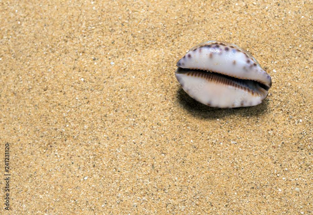 Dried Monetaria moneta shell on the sand