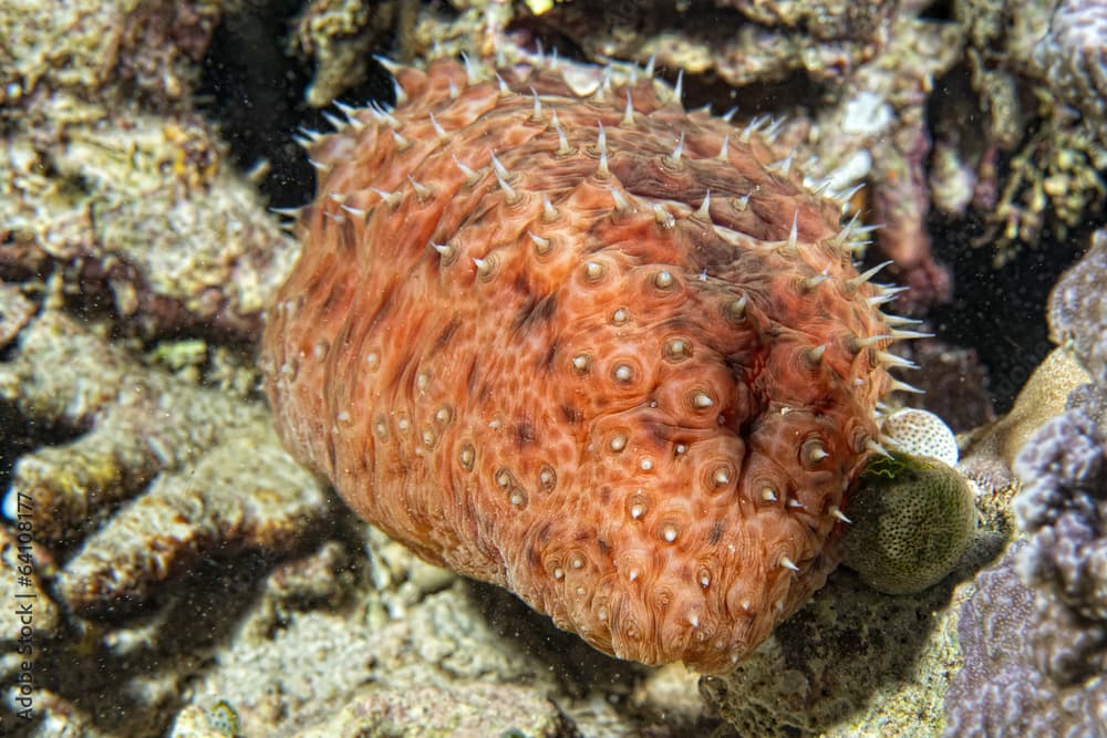 Red holothurian underwater