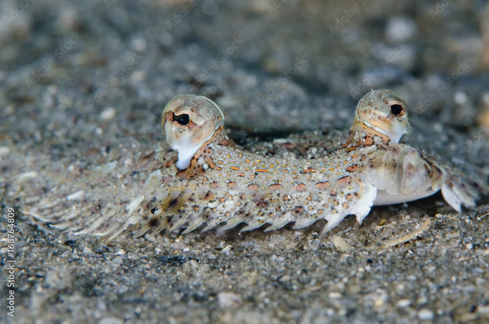 Eyed Flounder