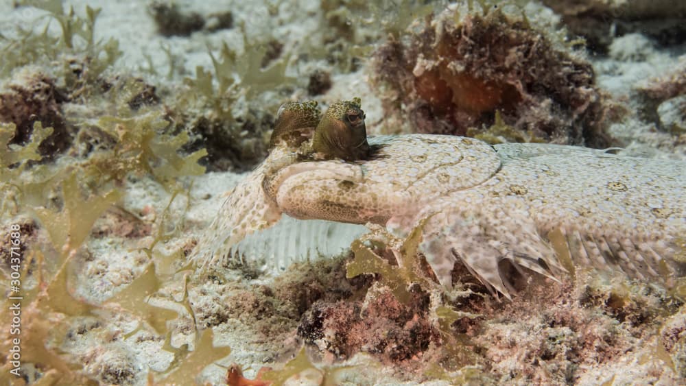 Close up of Eyed Flounder in coral reef of the Caribbean Sea around Curacao