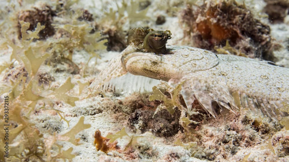 Close up of Eyed Flounder in coral reef of the Caribbean Sea around Curacao