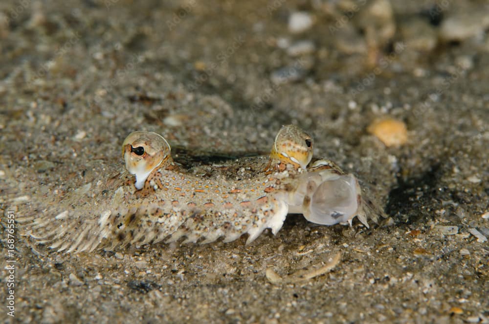 Eyed Flounder Yawn