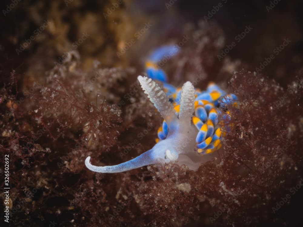 Close-up of a beautiful mediterranean nudibranch or anemone seaslug (Berghia coerulescens)