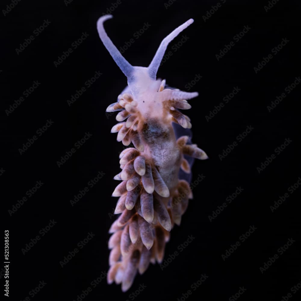 Aiptasia eating Berghia Nudibranch, black background