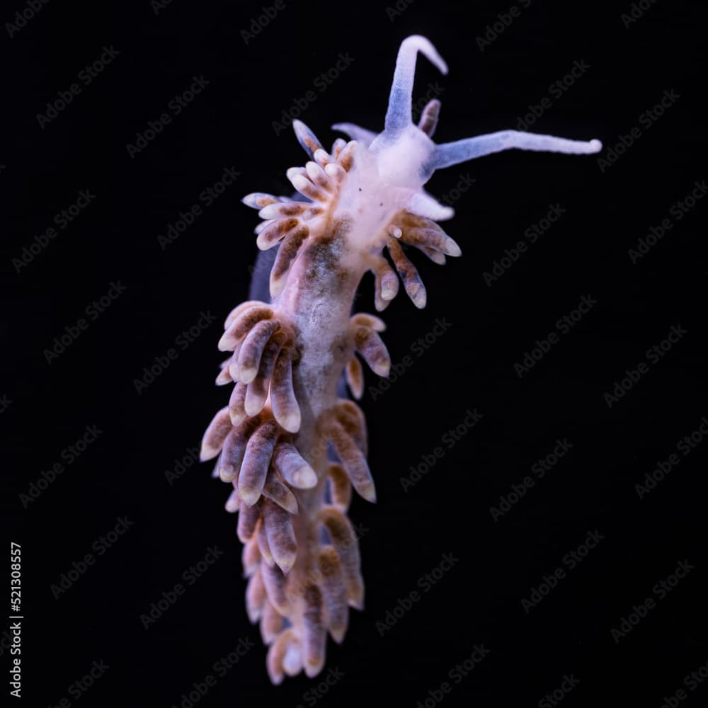 Aiptasia eating Berghia Nudibranch, black background