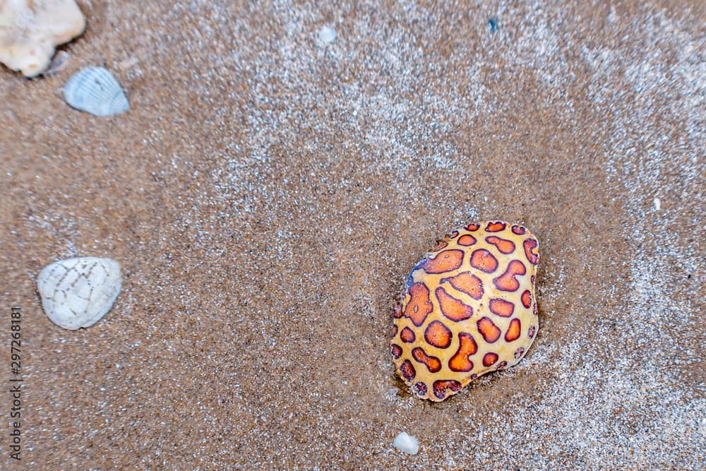 A Calico Box Crab in South Padre Island, Texas