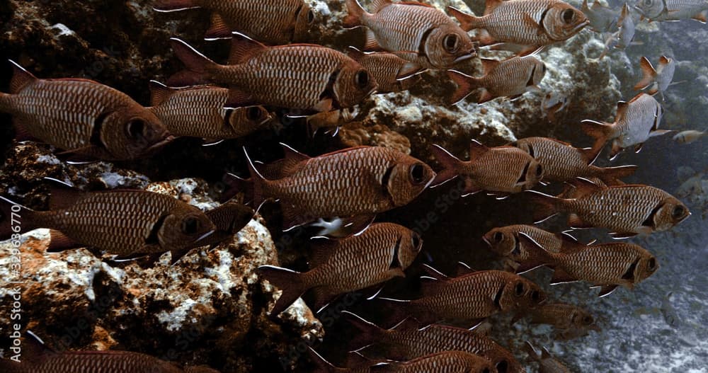 Brick soldierfish close to coral reef in the Pacific Ocean. Underwater life with shoal of tropical fish. Diving in the clear water.