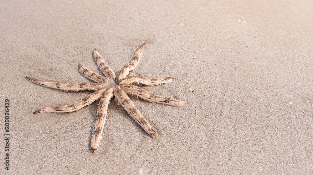Luidia maculata Starfish strand on the beach