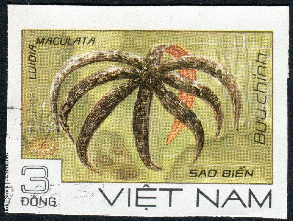 VIETNAM - CIRCA 1986: A stamp printed in Vietnam shows sea star Luidia maculata