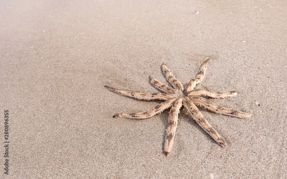 Luidia maculata Starfish strand on the beach