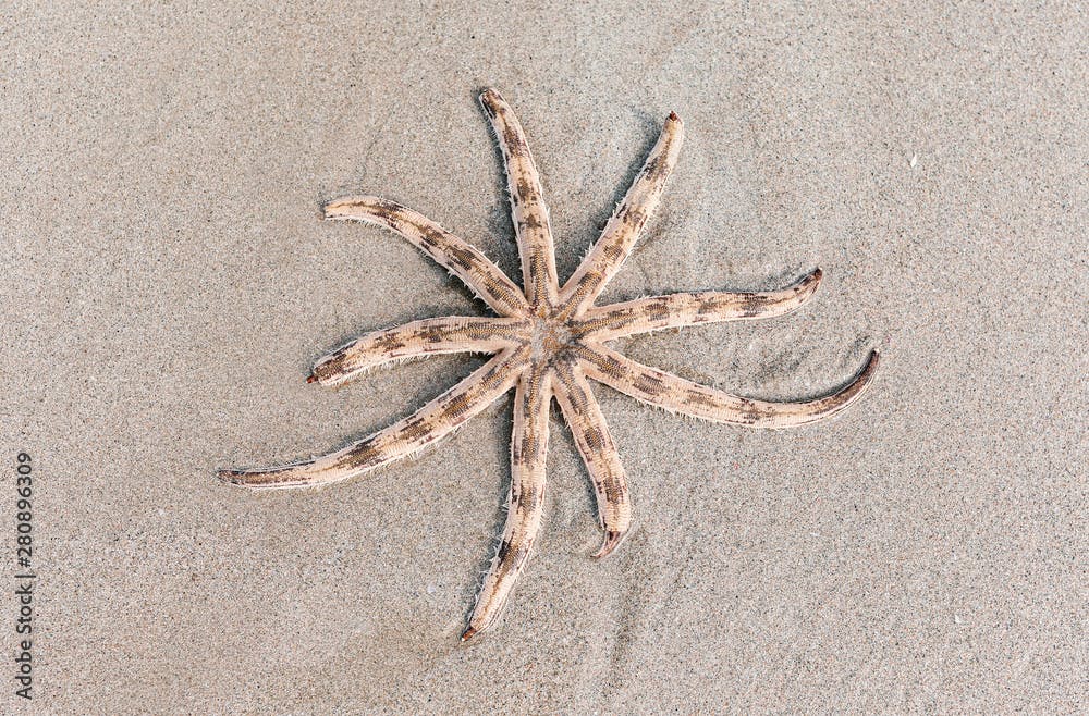 Luidia maculata Starfish strand on the beach