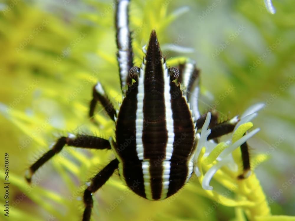 Macro shot of stripped Crinoid Squat Lobster, Allogalathea elegans spider on green leaves