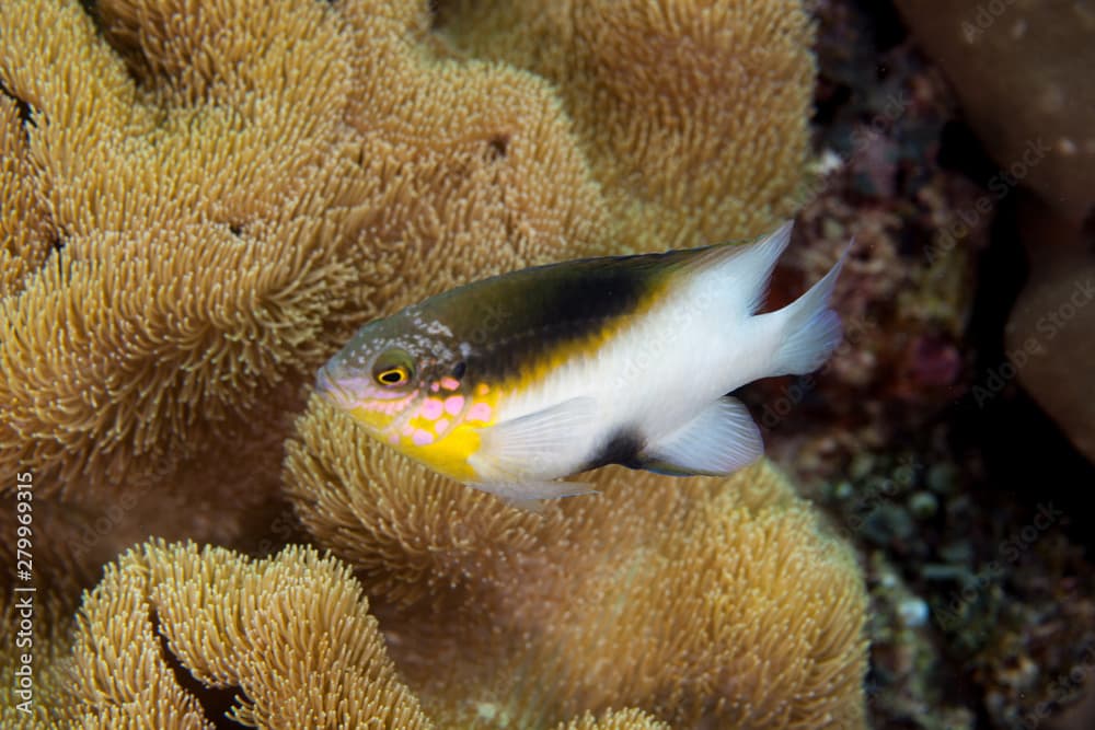 Black-vent damsel, Dischistodus melanotus