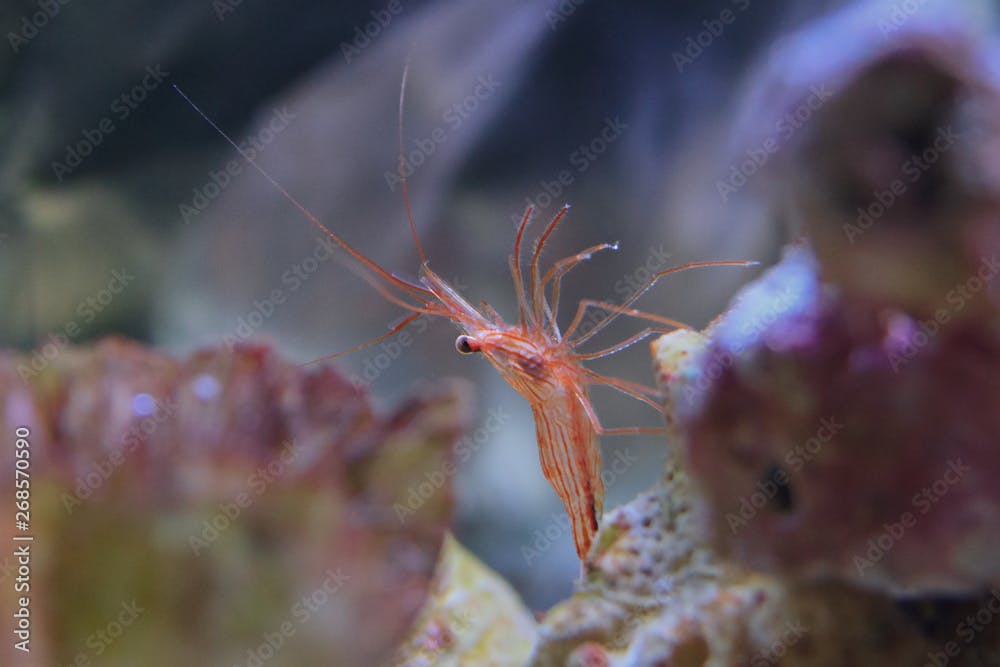 Close-up of live Peppermint Shrimp under water