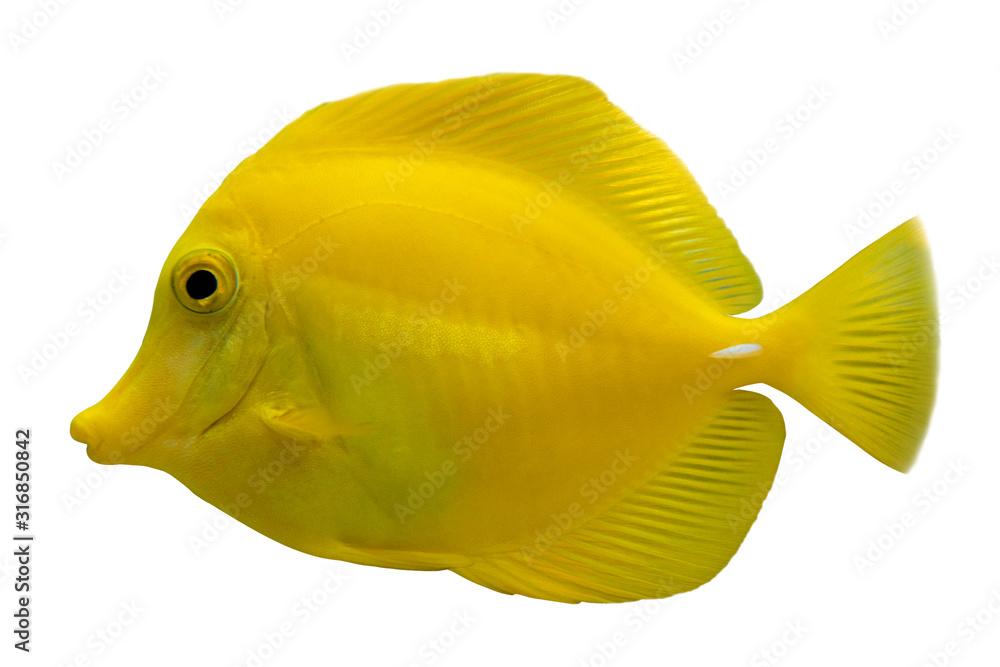 Tropical coral fish Yellow tang (Zebrasoma flavescens) isolated on white background