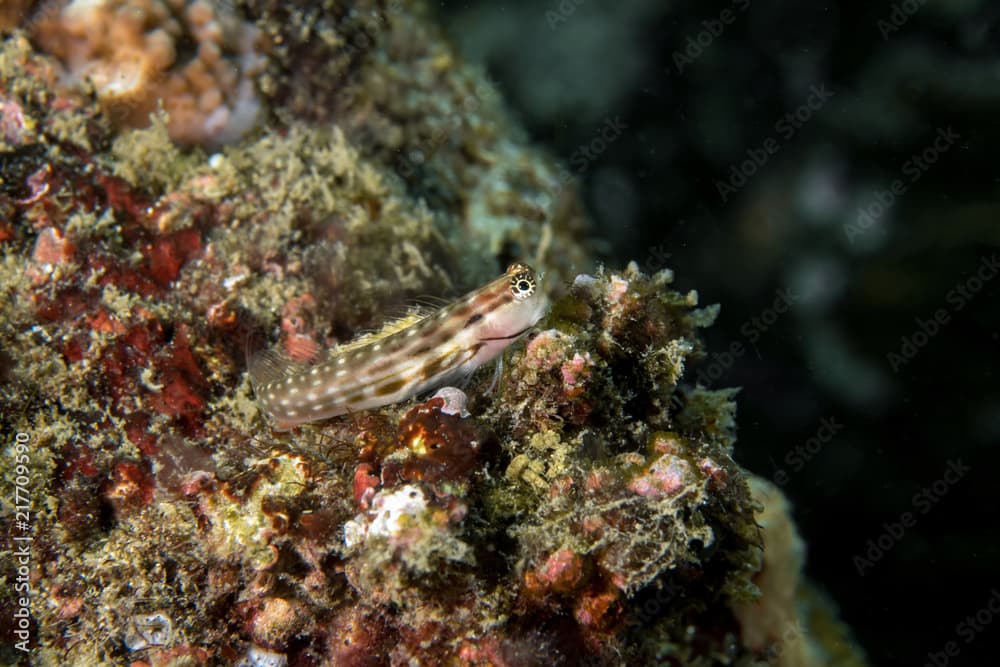 Linear Blenny, Ecsenius lineatus.