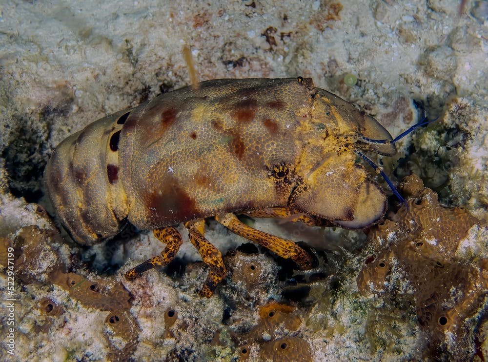 A Sculptured Slipper Lobster (Parribacus antarcticus) in Cozumel, Mexico