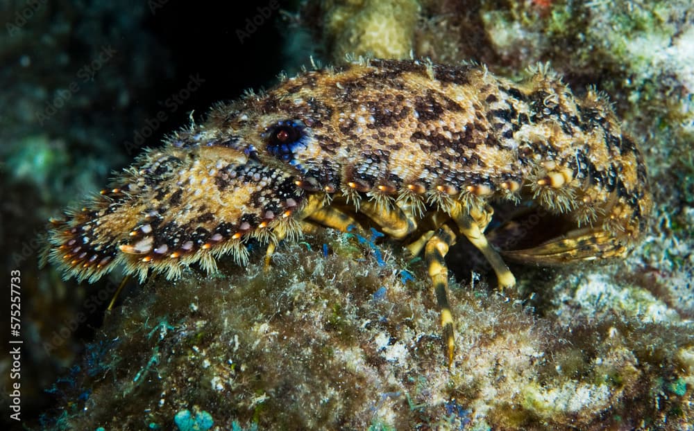 The Sculptured Slipper Lobster (Parribacus antarcticus), St. Lucia.