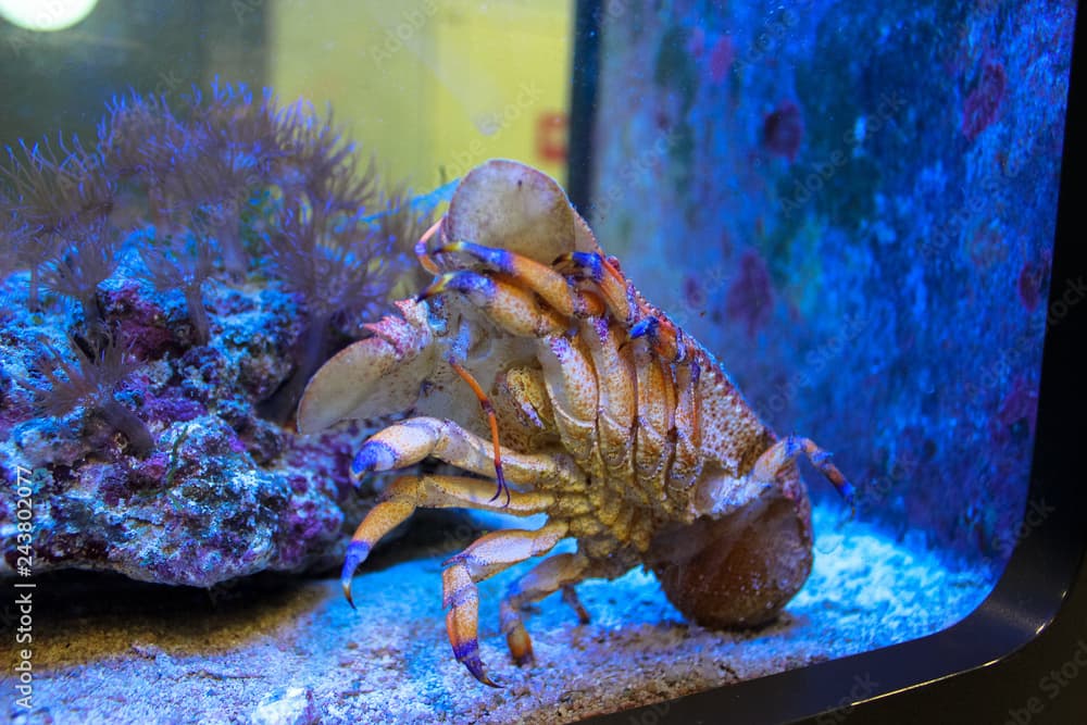 Sculptured slipper lobster (Parribacus antarcticus) in aquarium. The frame is a selective focus.