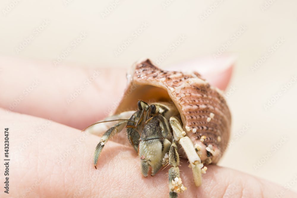 Hermit crab in pink sea shell macro photo. Shell with hermit crab in woman's hand.