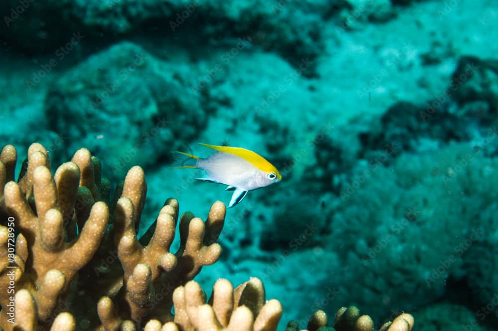neoglyphidodon melas kapoposang indonesia diver scuba