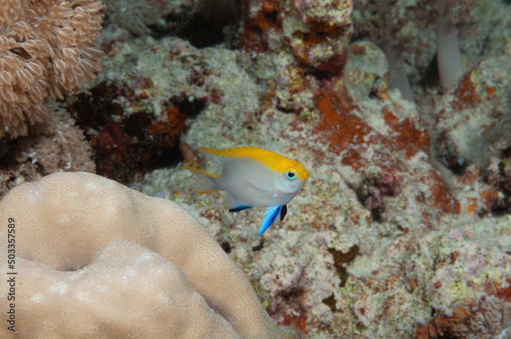 Castagnola, Neoglyphidodon melas, nascosta tra i coralli