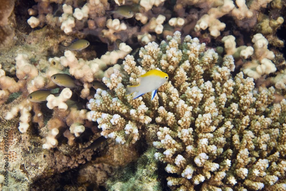 black damselfish (neoglyphidodon melas)