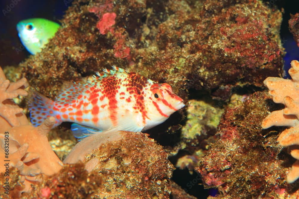 Falco Hawkfish (Cirrhitichthys falco) in Japan