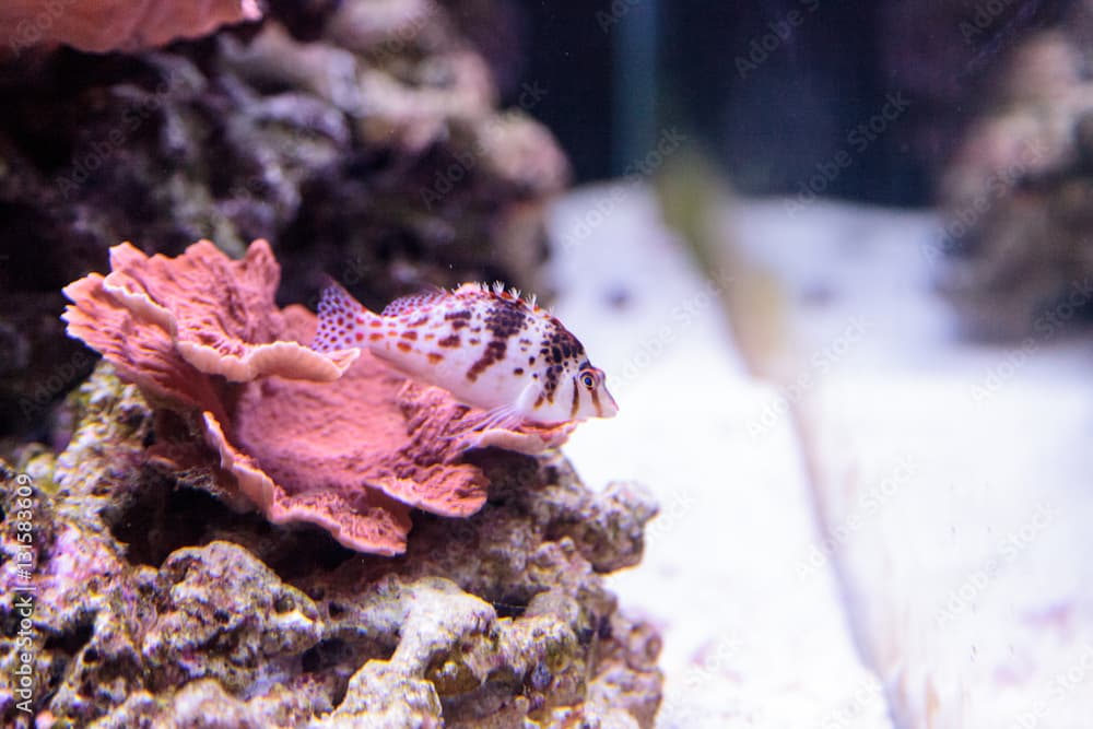 Falco hawkfish Cirrhitichthys falco perches on coral and waits for prey in a reef aquarium.