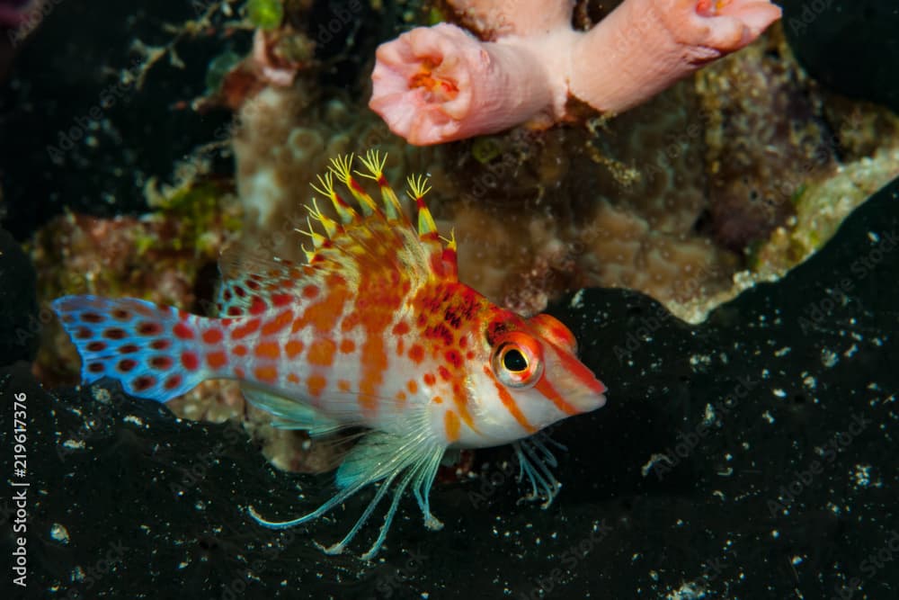 Dwarf Hawkfish Cirrhitichthys falco