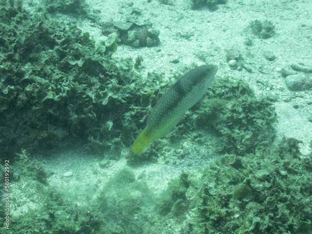 Spinster Wrasse