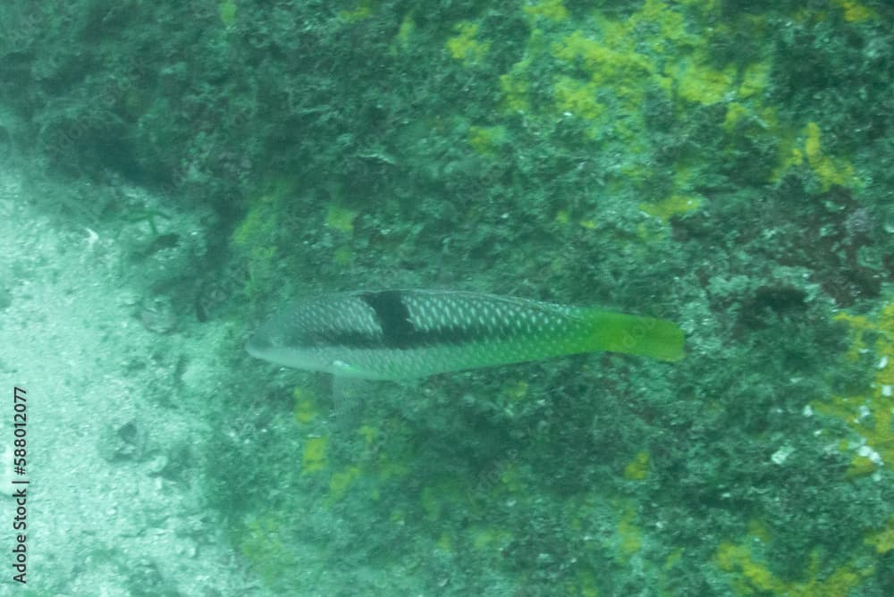 Spinster Wrasse