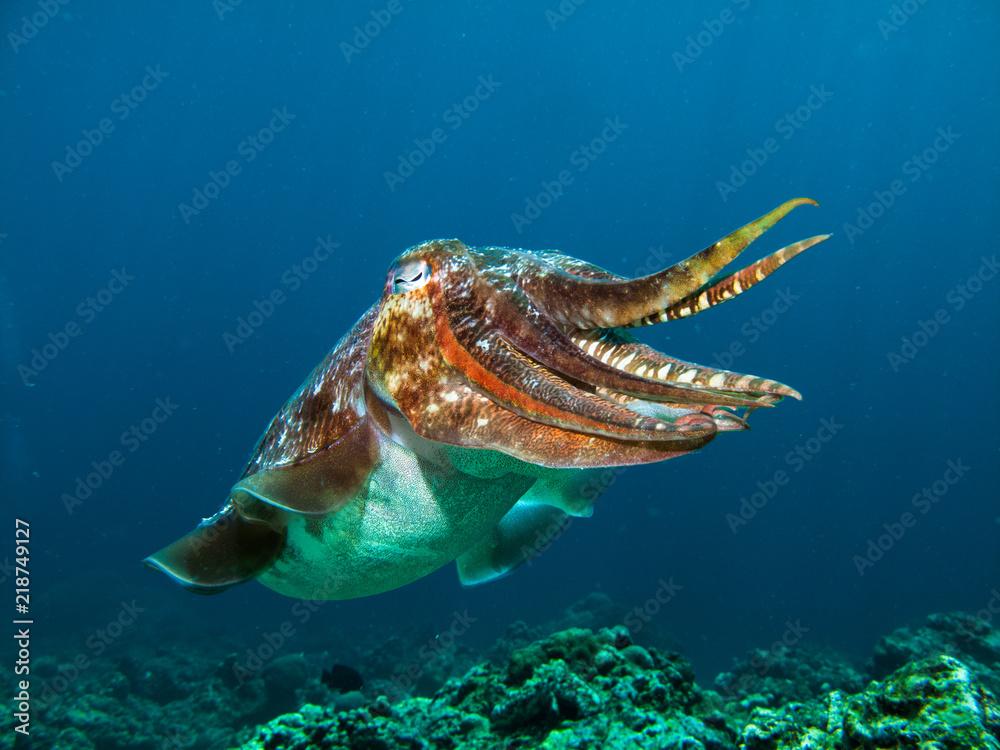 Pharao Cuttlefish on a coral reef