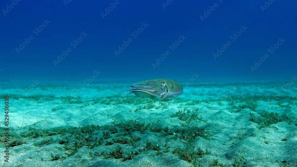 Sepia pharaonis. Mollusks, type of Mollusk. Head-footed mollusks. Cuttlefish squad. Pharaoh cuttlefish.