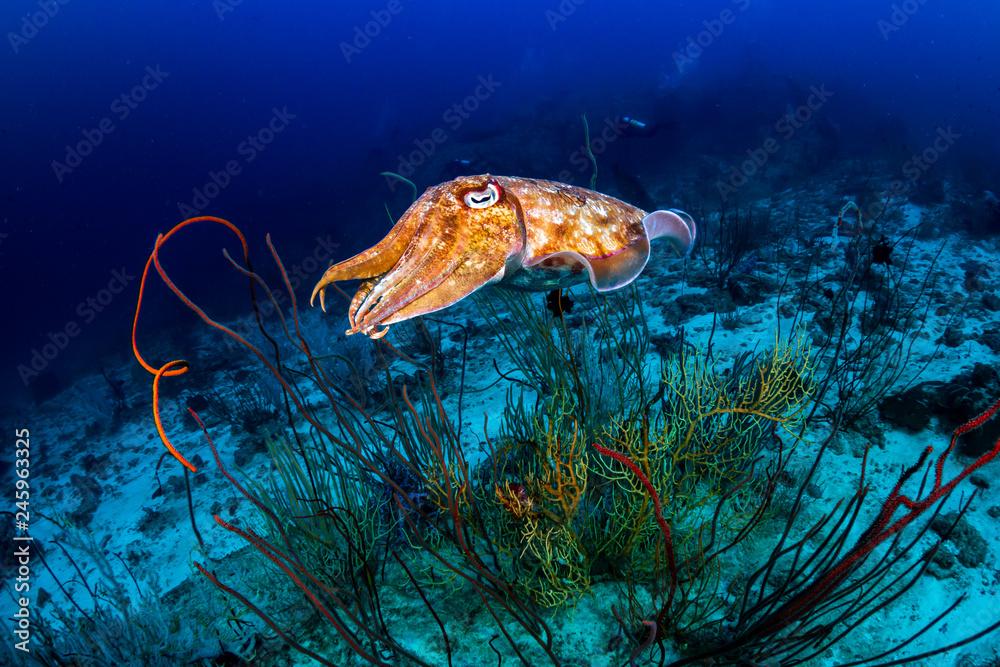 A curious Pharaoh Cuttlefish (Sepia pharaonis) on a deep, dark tropical coral reef (Similan Islands)