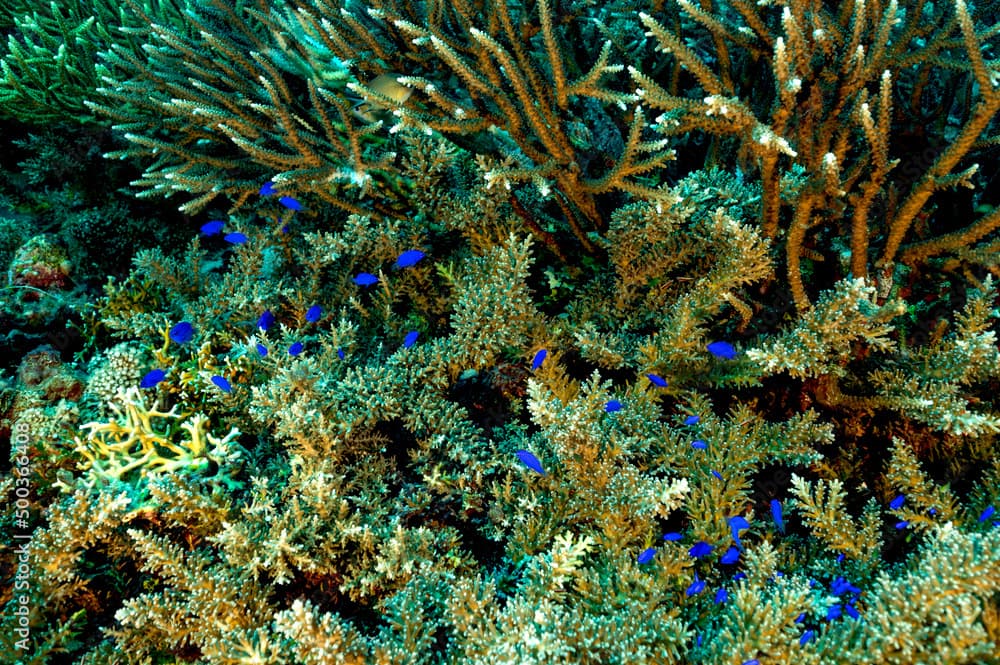 Springer damsel fishes, Chrysiptera springeri, sheltering around branching hardcoral, Acropora subglabra, Raja Ampat Indonesia.