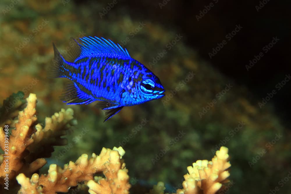 Springer’s Damsel (Chrysiptera springeri) on a Coral. Moalboal, Philippines