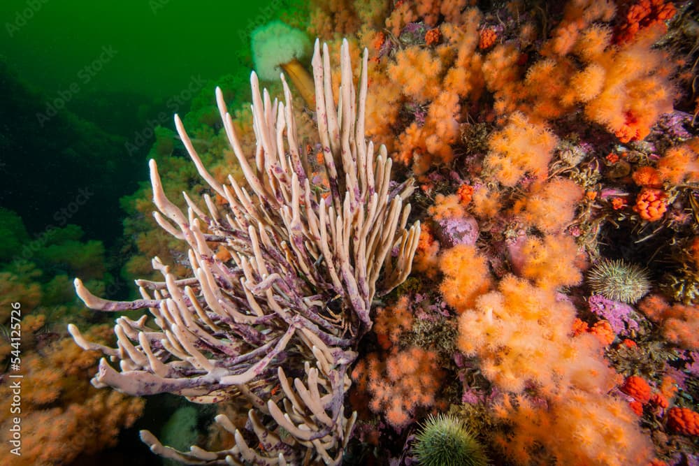 Finger Sponge and colorful Red Soft Coral underwater in the Gulf of St.Lawrence.