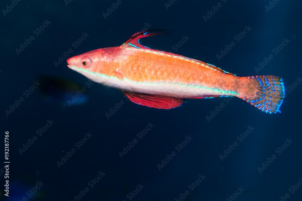 Longfin Fairy Wrasse in Aquarium