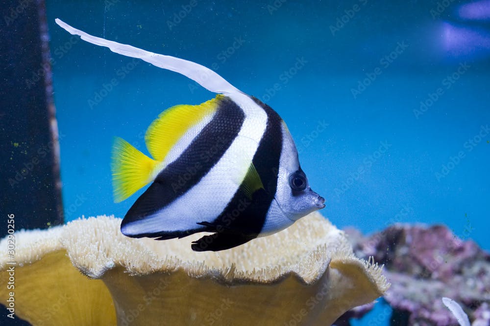 Longfin pennantfish