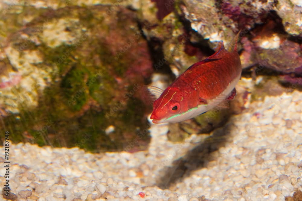 Longfin Fairy Wrasse in Aquarium